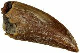 Serrated Raptor Tooth - Real Dinosaur Tooth #300932-1